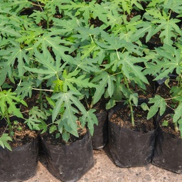 Plantas de lechosa