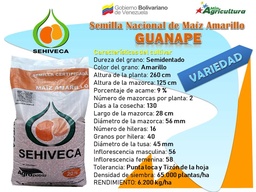 Semilla Certificada de Maíz Amarillo Año 2024